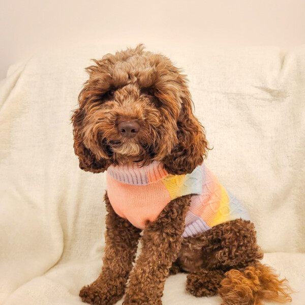 a brown cute fluffy dog wearing a rainbow dog jumper, made with phoenix yarn, sitting against a white background.