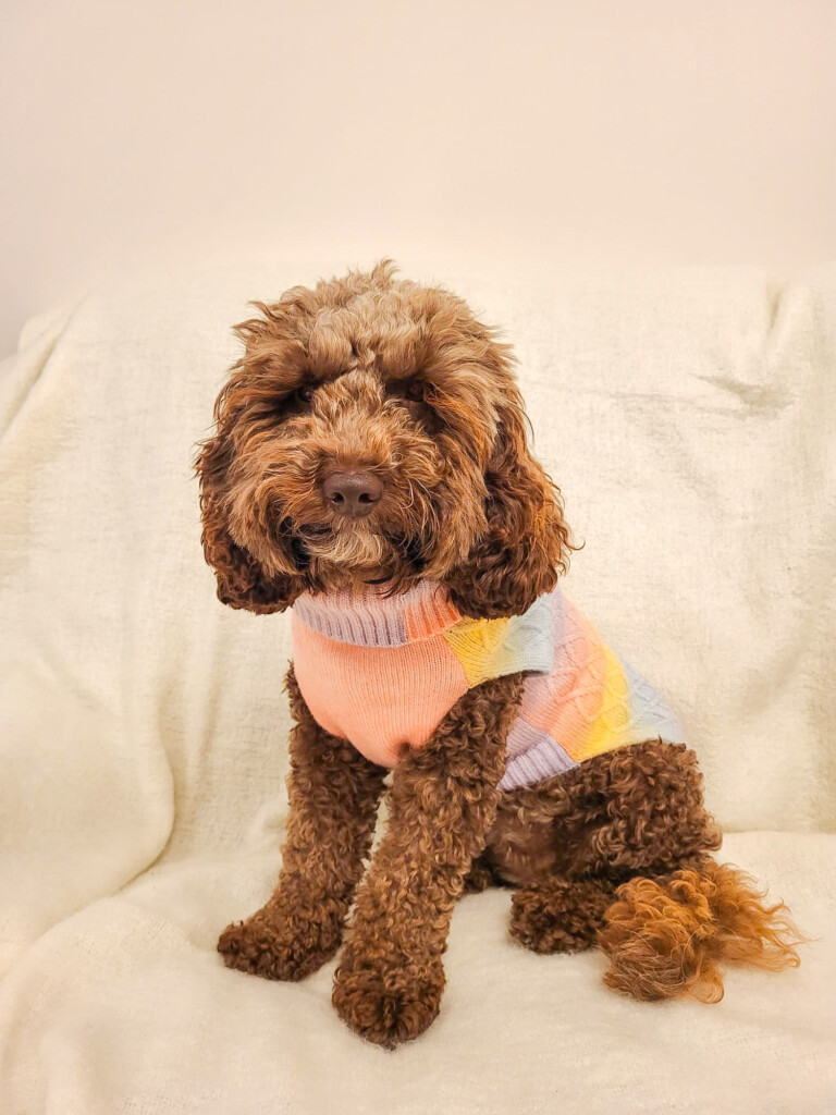 a brown cute fluffy dog wearing a rainbow yarn cable knit jumper, sitting against a white background.