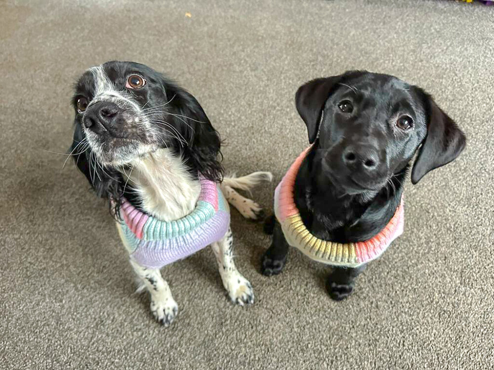 a black lab and a black and white spaniel are wearing very cute rainbow knitted dog jumpers, sitting on a grey carpet and looking up at the camera.