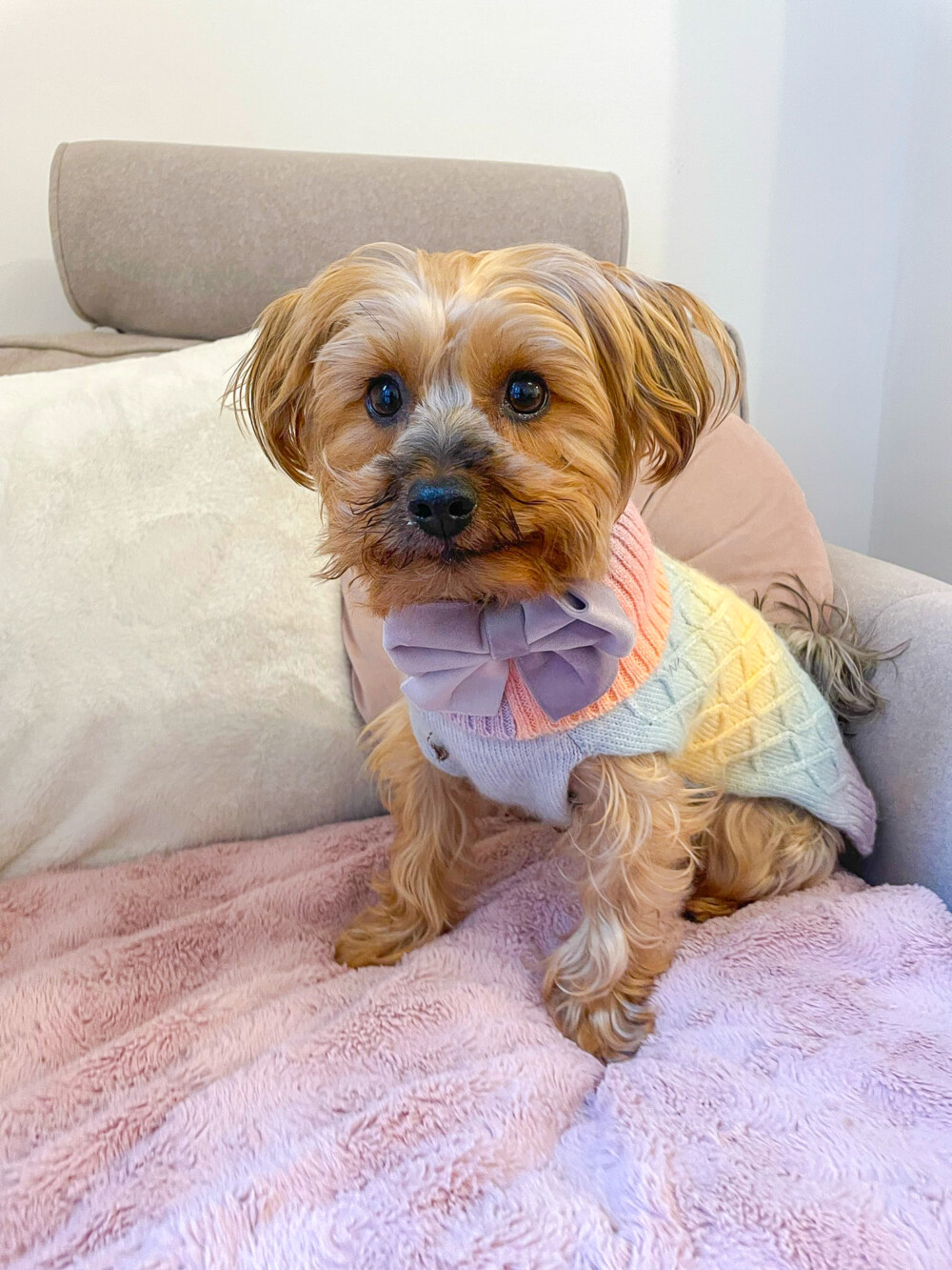 A cream yorkshire terrier wearing a very cute cable knit dog jumper in rainbow and a lilac collar bow, sitting on a pink blanket on a chair