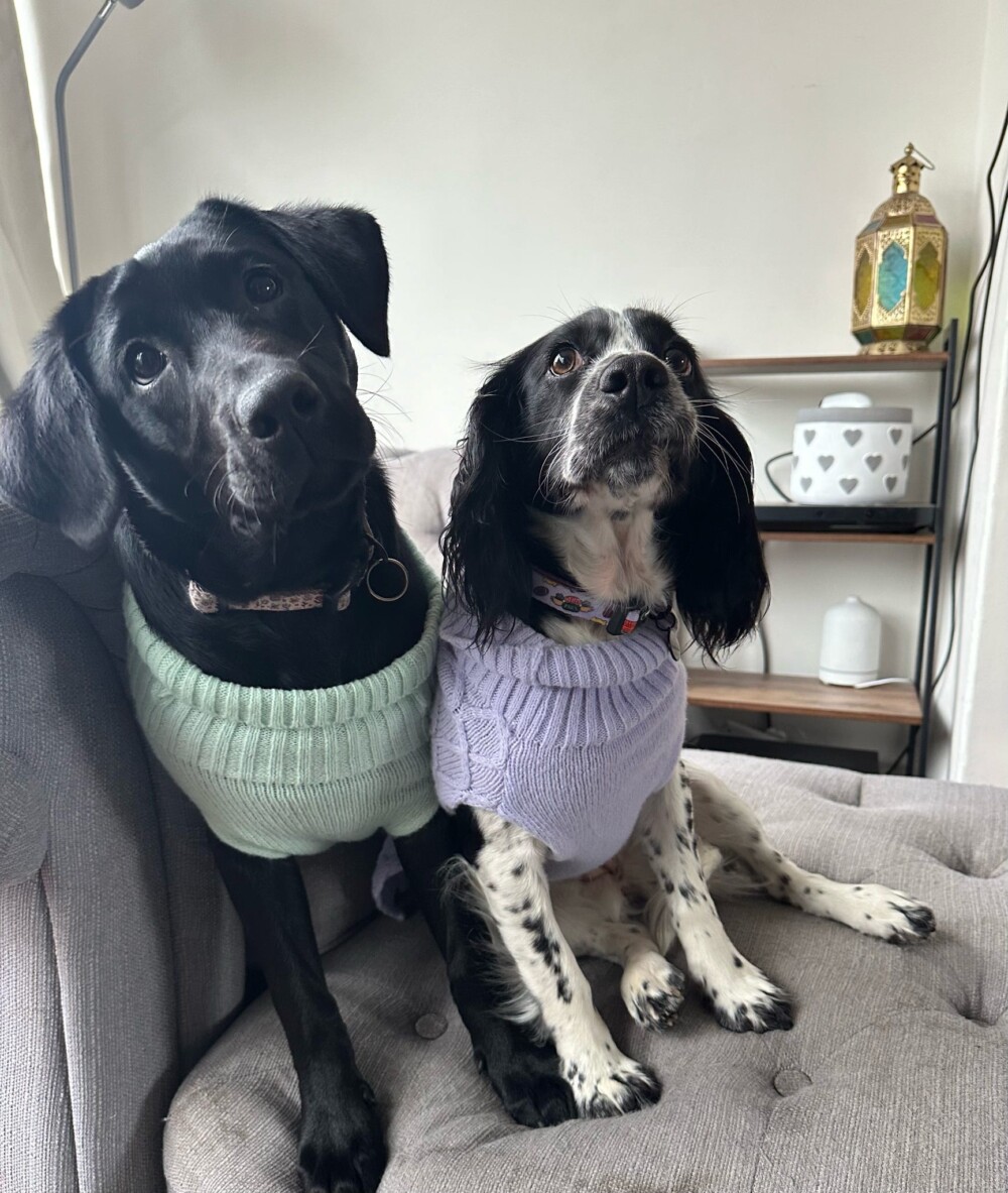 Two dogs, one is a black lab puppy, the other a black and white spaniel, wearing a mint green and lilac jumper and sat on a grey cushion.