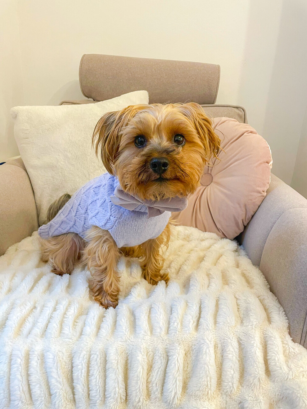 A blonde yorkshire terrier wearing a very cute cable knit dog jumper in lilac, sitting on a white blanket on a chair