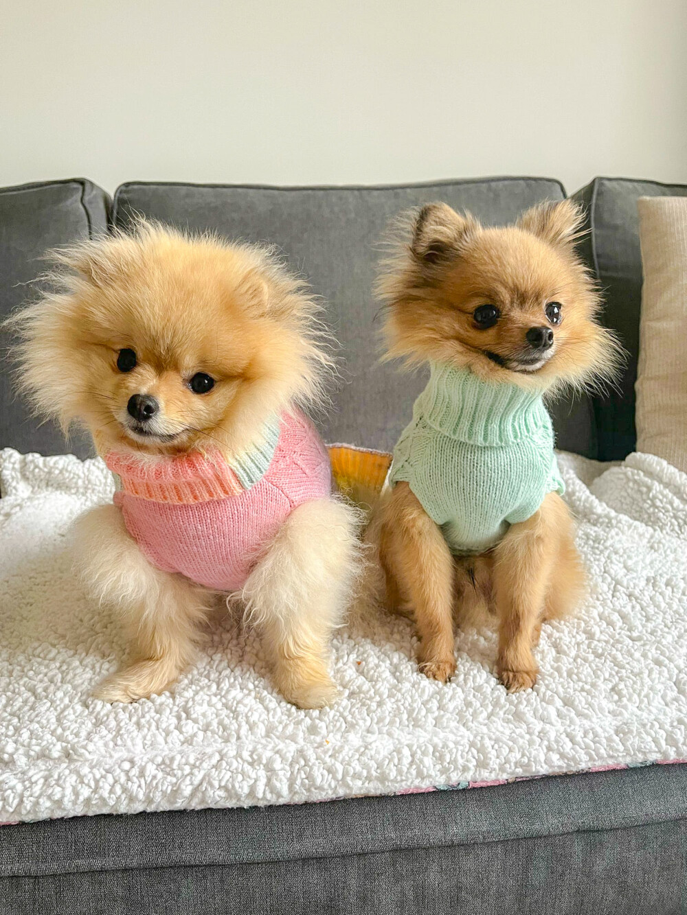 two cute fluffy pomeranians, sit on a fleece blanket on a sofa. They are wearing cable knit jumpers, one in rainbow and one mint green.