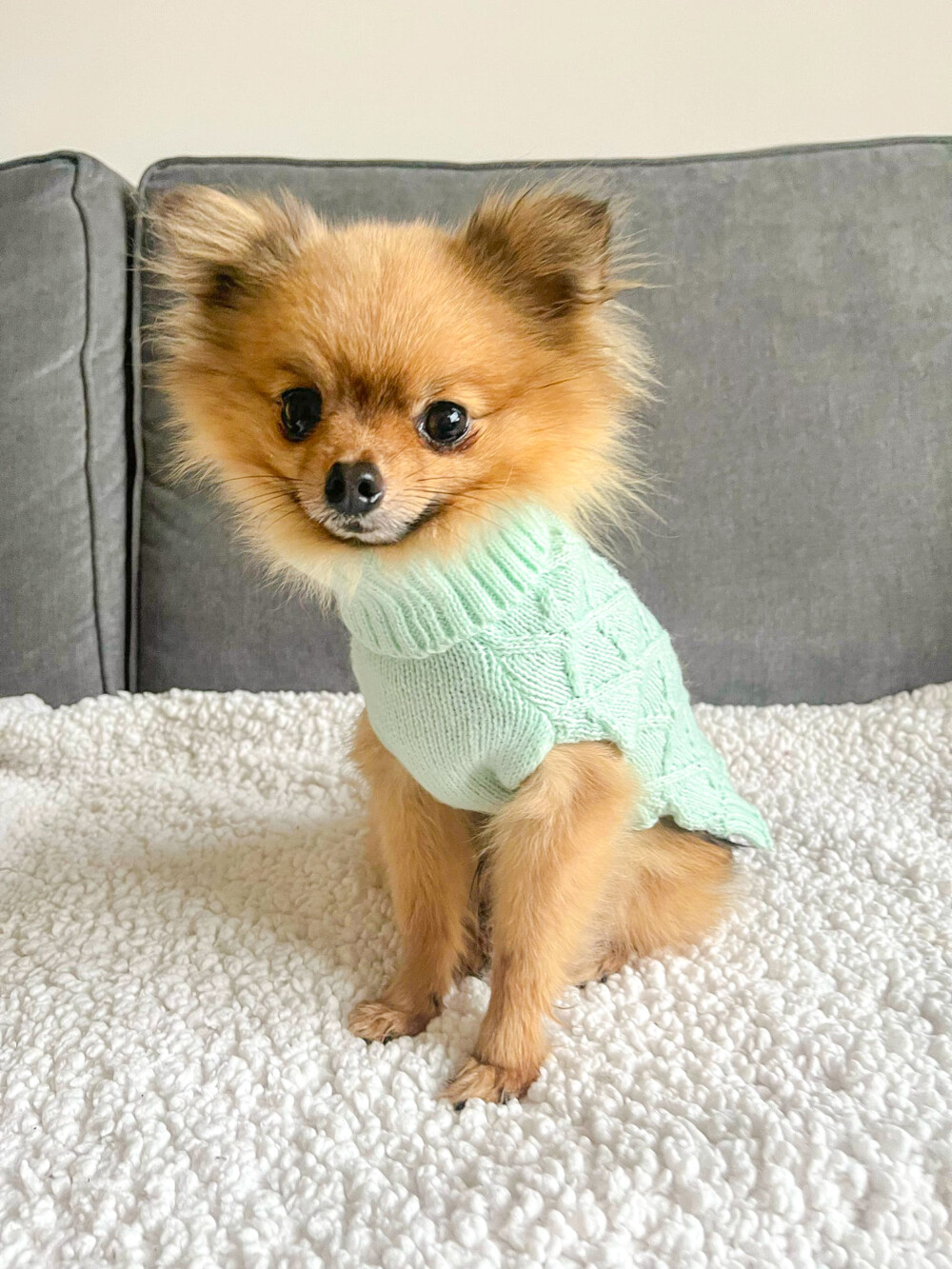 a small, fluffy pomeranian sitting on a white fleece blanket, wearing a mint green cable knit dog jumper.
