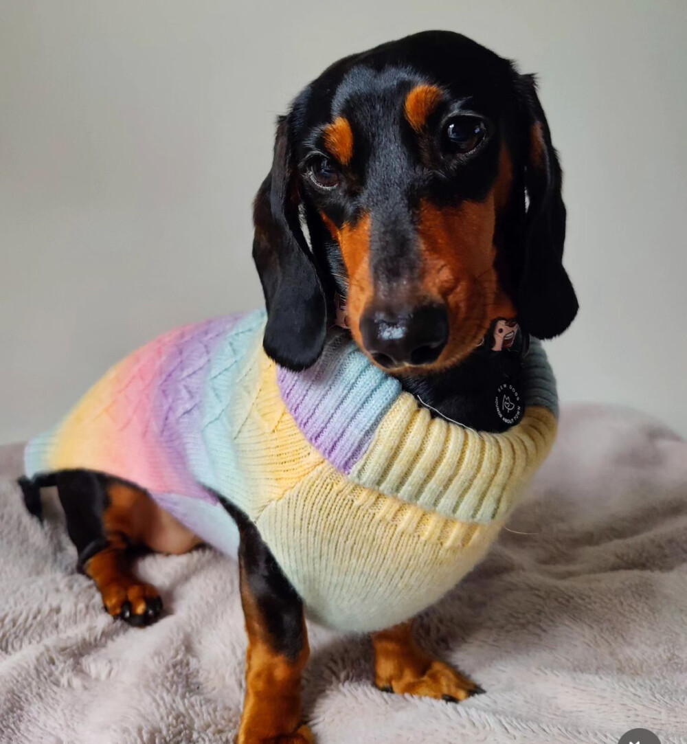 A gorgeous black and tan sausage dog wearing a rainbow, cable knitted dog jumper sat on a grey fleece blanket.