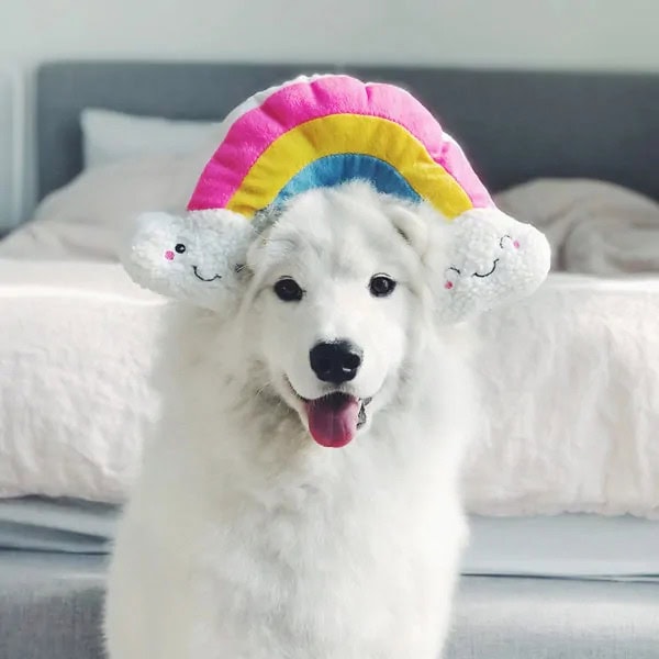 dog with dog toy on head