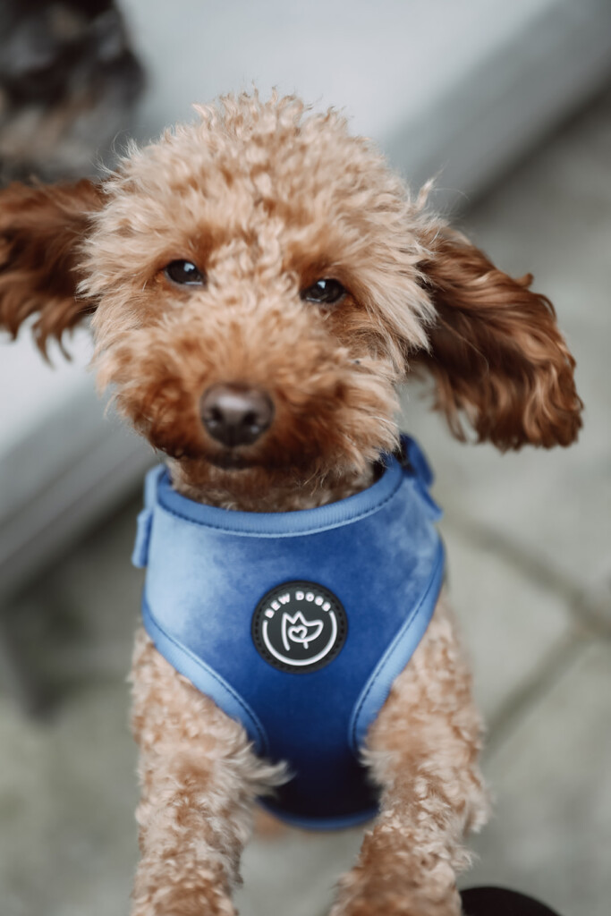 a small red poodle is close to camera with her ears flapping slightly, she is wearing a stunning blue velvet harness