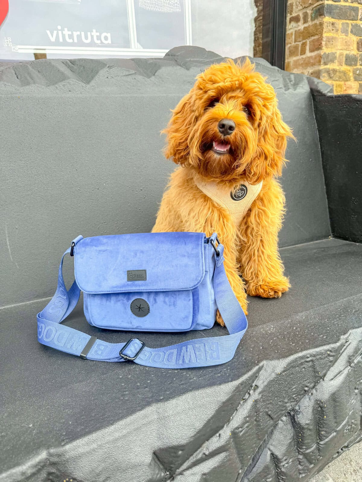 a fluffy red poodle sits on a stone wearing a cream herringbone tweed harness from Bew Dogs. in front of him is a stylish blue velvet hands-free walking bag