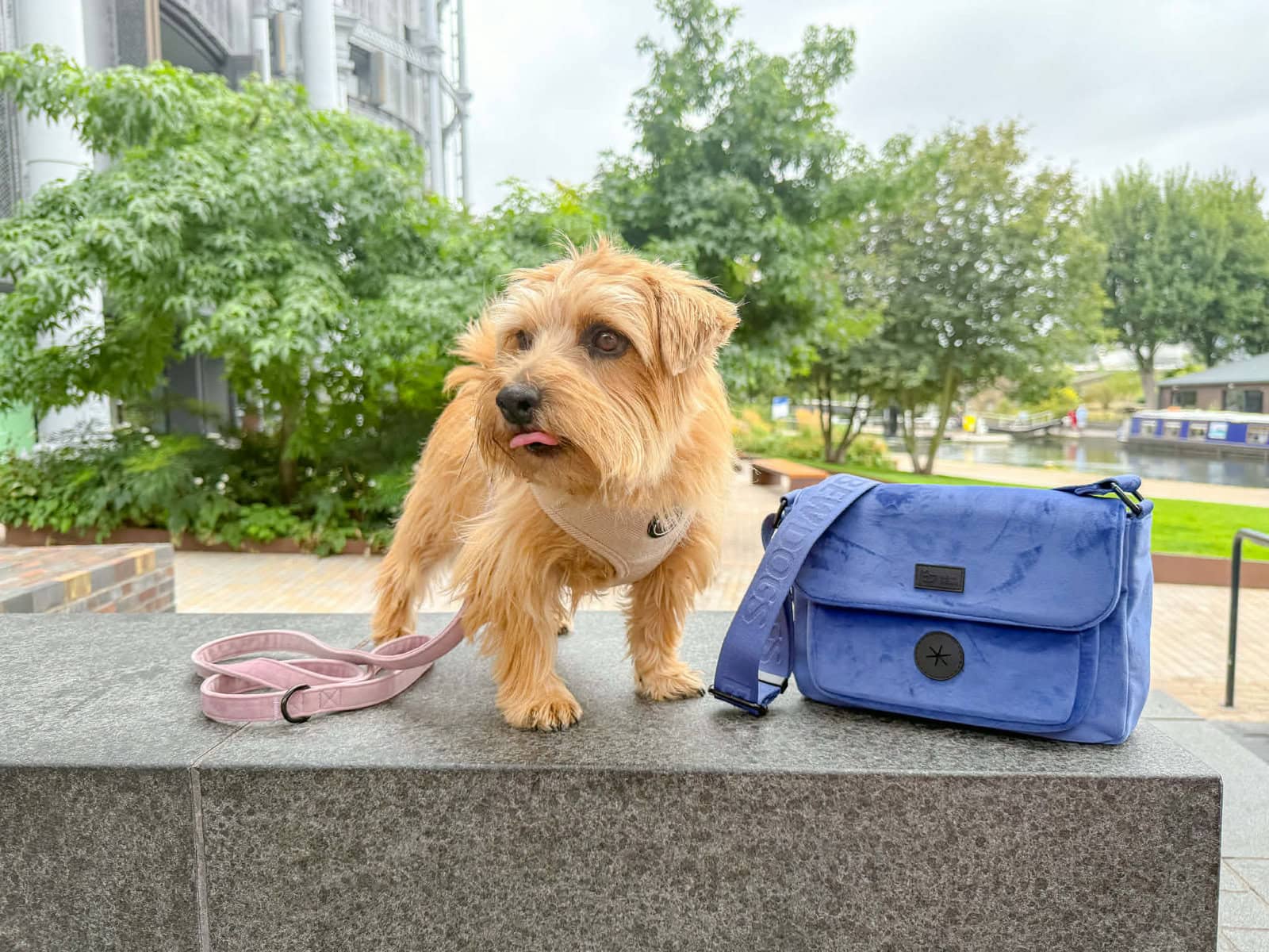 a small terrier wears a cream tweed harness, with pink velvet lead and sits next to a velvet hands free walking bag. The dog is sitting on a wall in a leafy park.