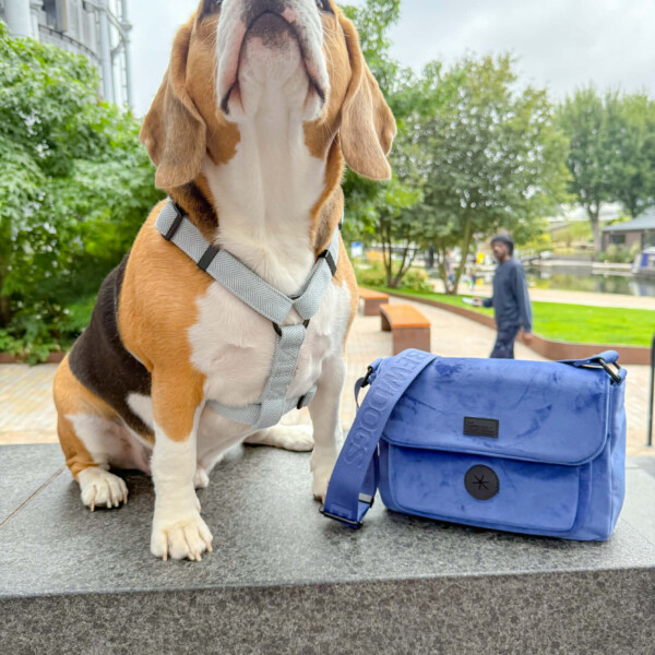 a beagle wears an air harness and sits next to a velvet hands free walking bag. The dog is sitting on a wall in a park