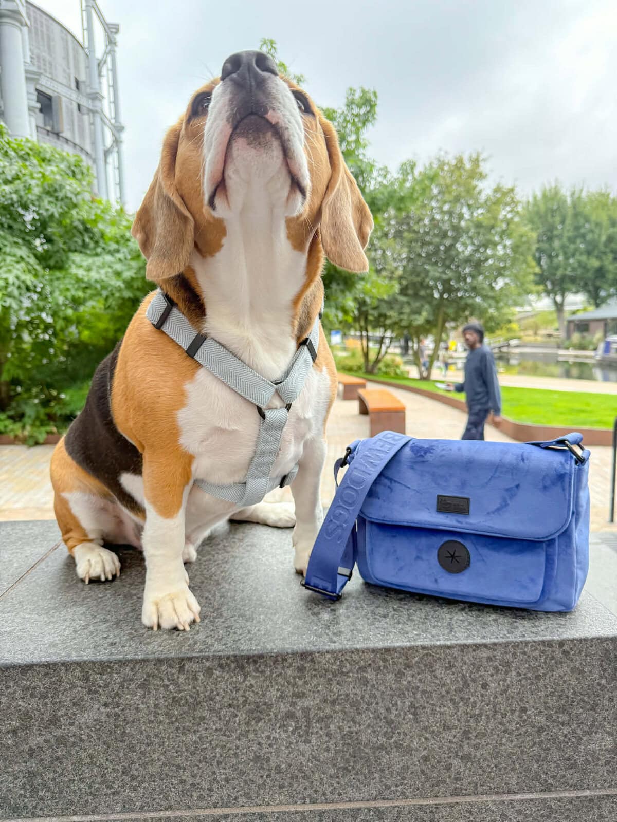 a beagle wears an air harness and sits next to a velvet hands free walking bag. The dog is sitting on a wall in a park