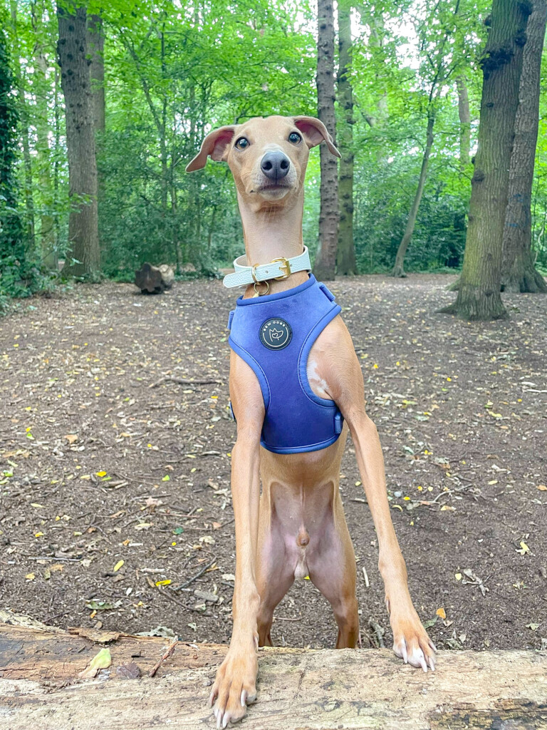 an italian greyhound on an adventure walk in the woods. he has stopped to rest of a tree stump and is wearing a stunning deep blue velvet harness from bew dogs.