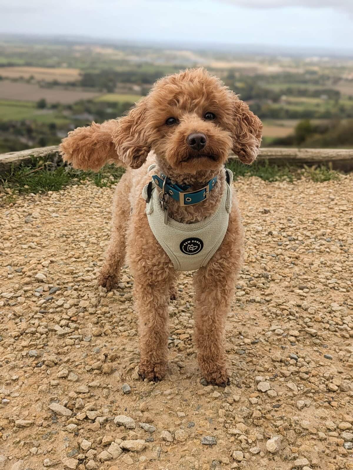 dog with harness around dog's neck
