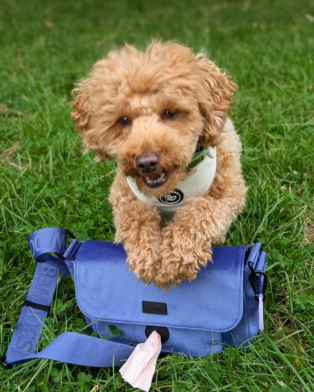 Dog walking bag with poo bag dispenser, ideal for dog owners on outdoor adventures. Stay prepared wi.