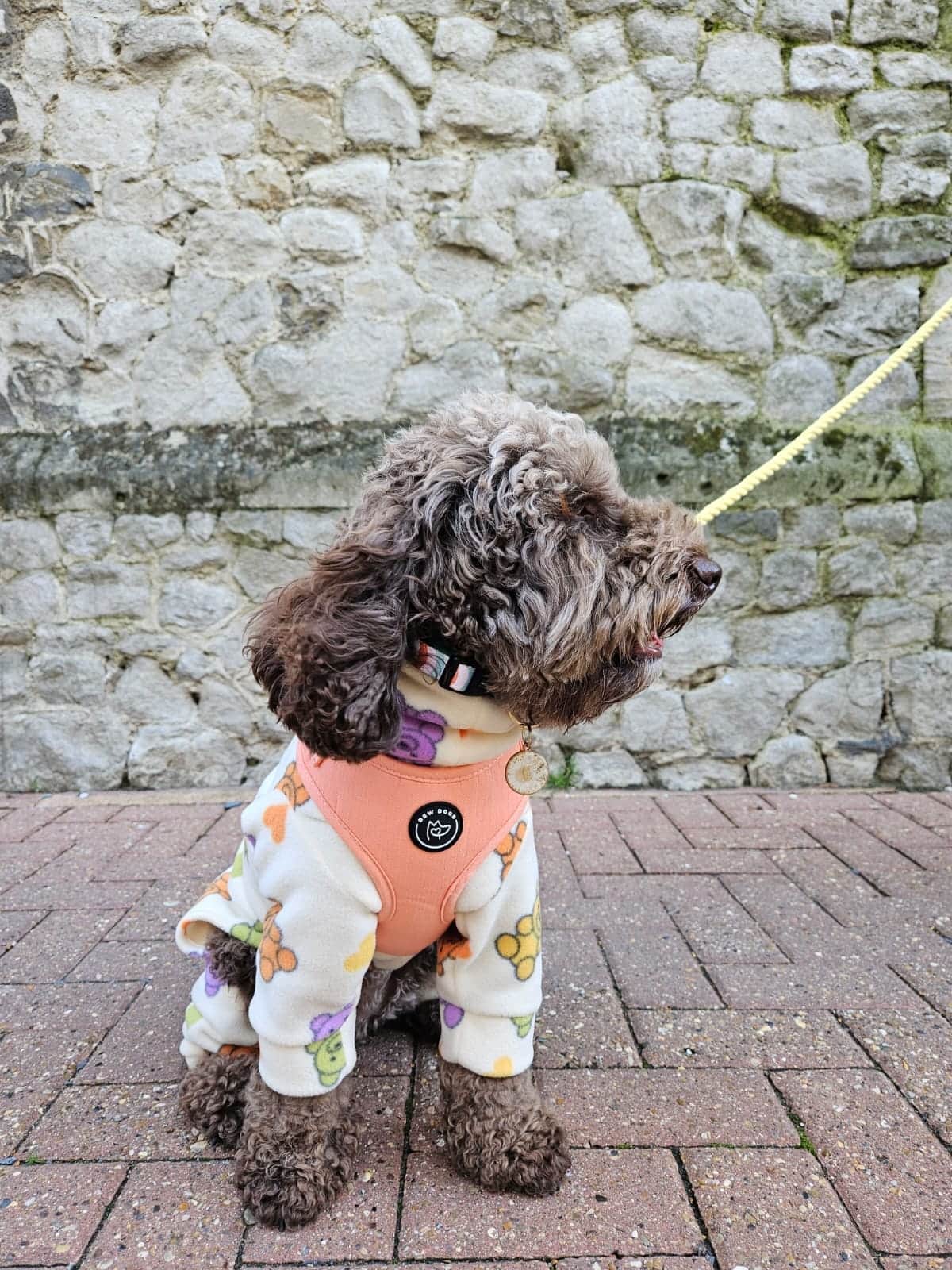 small dog out for a dog walk