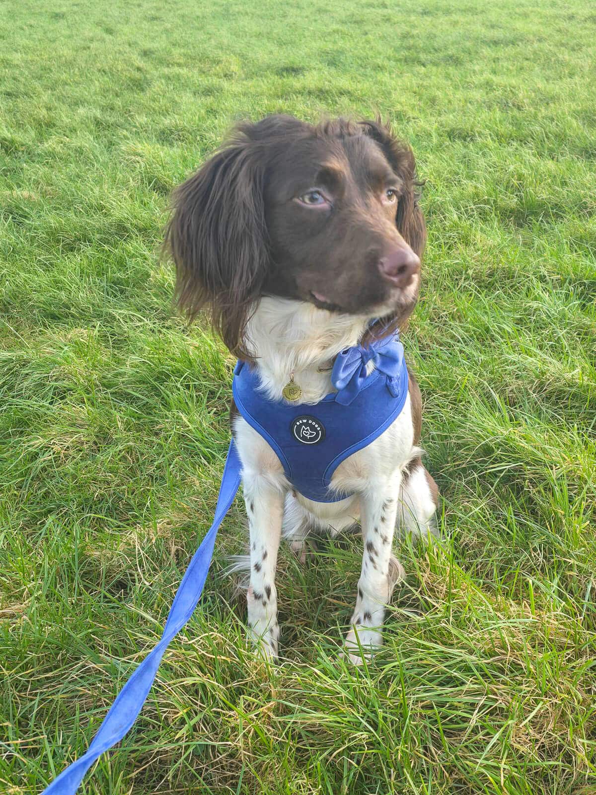 Dog in a blue harness sitting on grass field.