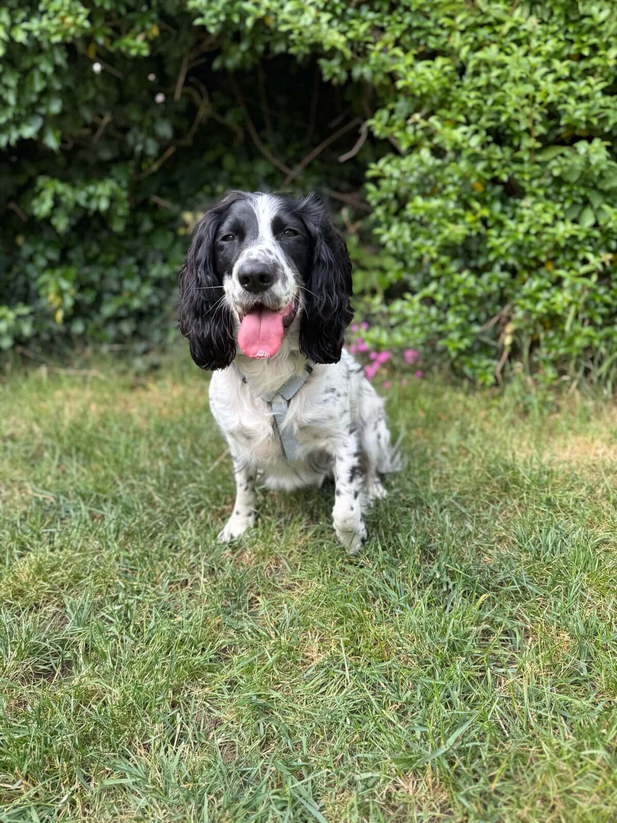 Dog sitting on grass with greenery background.