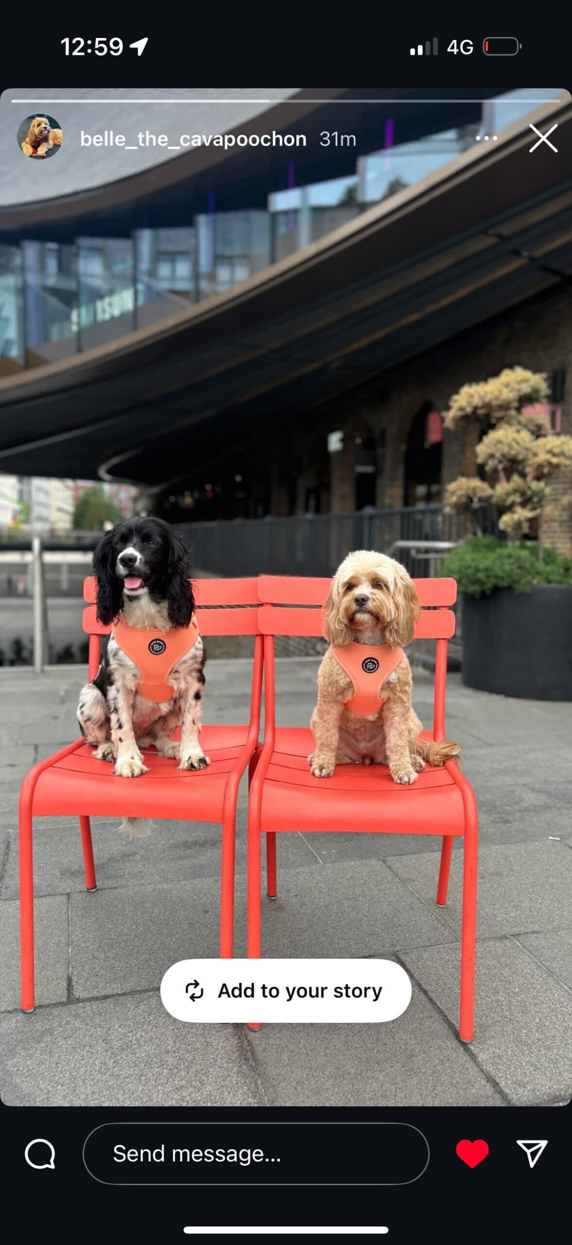 vip dogs dottie and belle wearing peach bew dogs harnesses and sitting on matching organse chairs in kings cross.