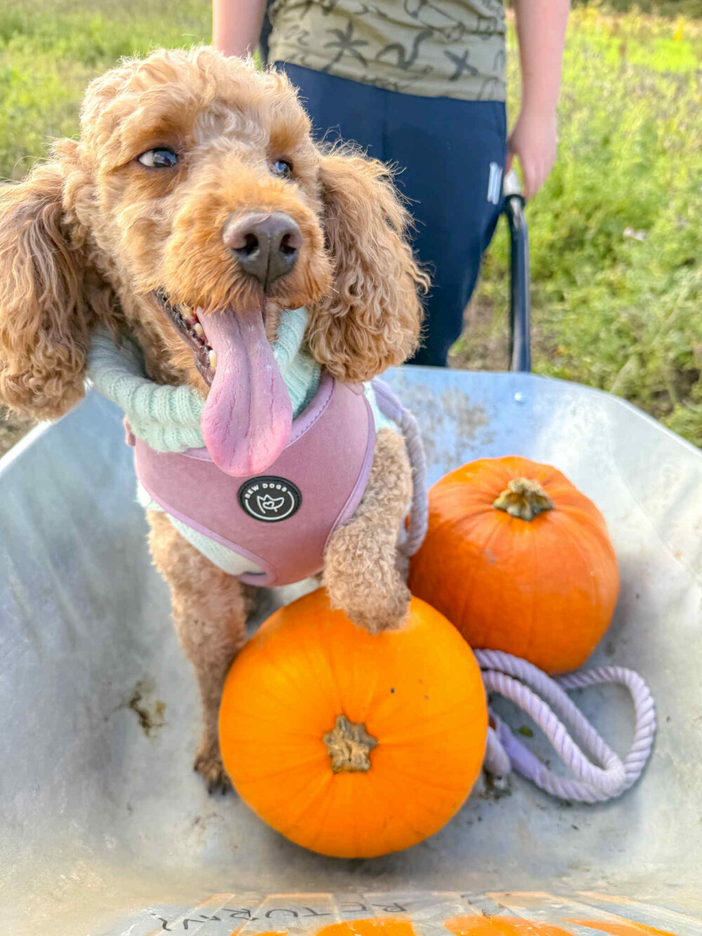 red poodle wearing a rose pink velvet harness and mint green dog jumper sits in a wheelbarrow on top of two large orange pumpkins