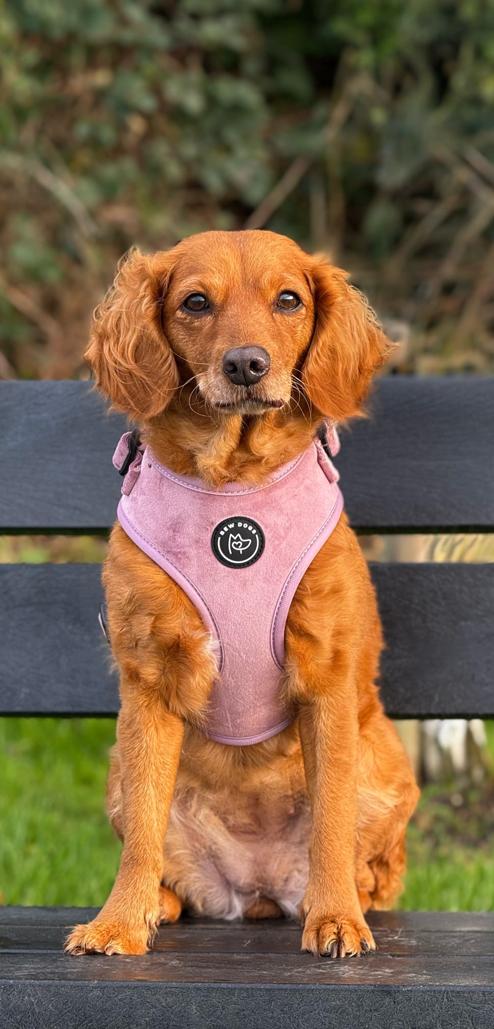 Rose Velvet Dog Harness - Image 7