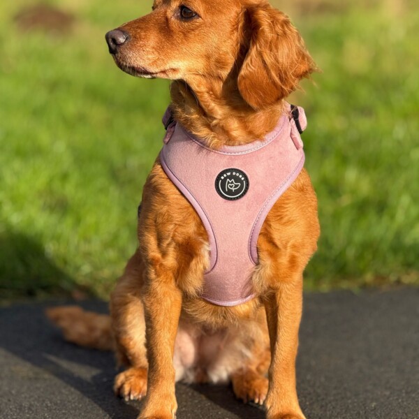 Rose Velvet Dog Harness