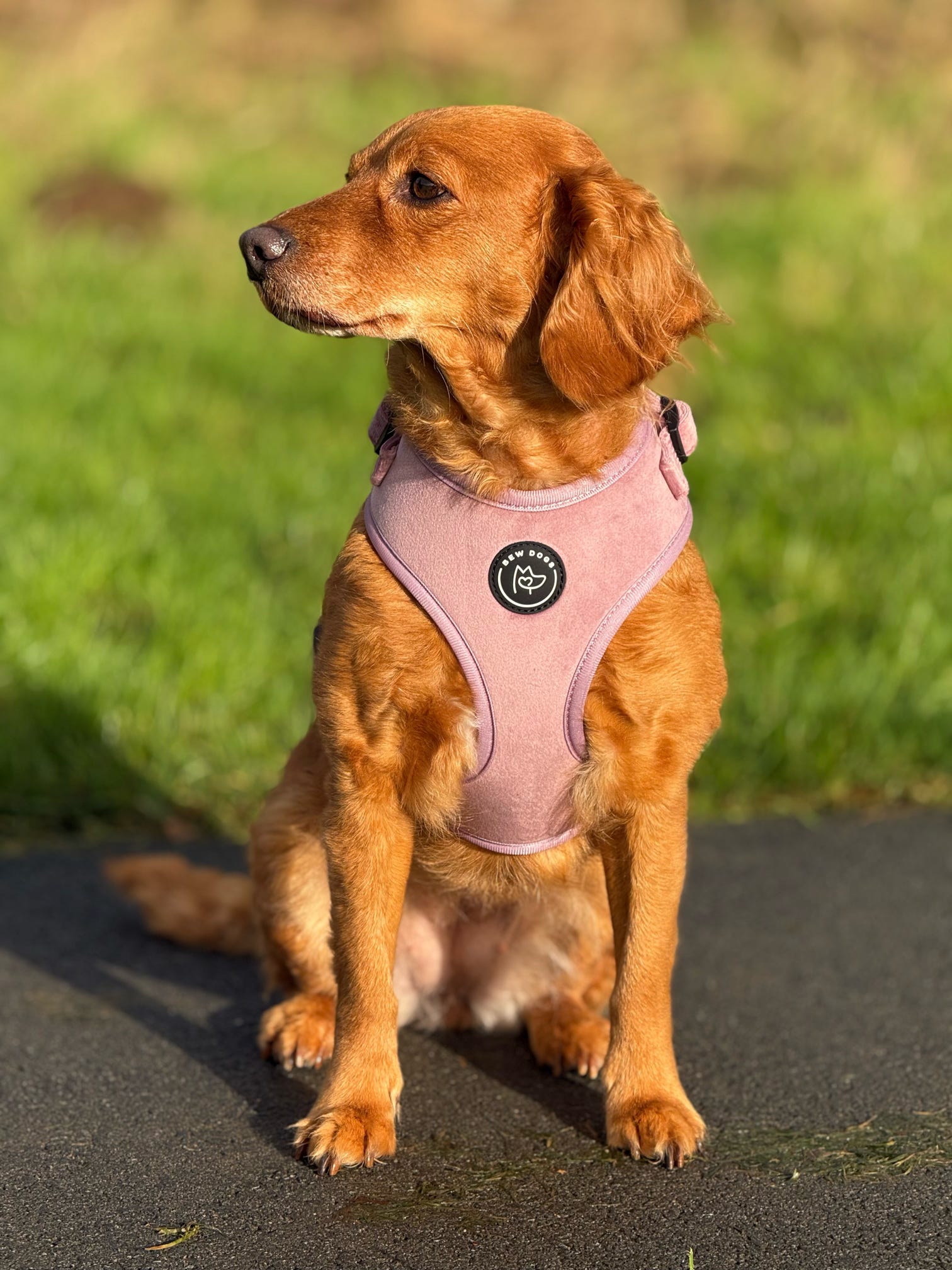 Rose Velvet Dog Harness
