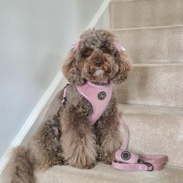 Rose Velvet Harness Bundle