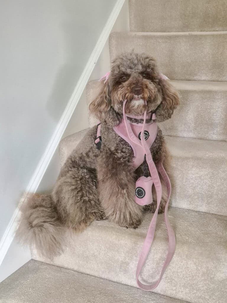 coco the brown cockapoo dog sits on some stairs wearing a gorgeous eco-friendly rose velvet harness and is holding the matching velvet fabric lead in her mouth