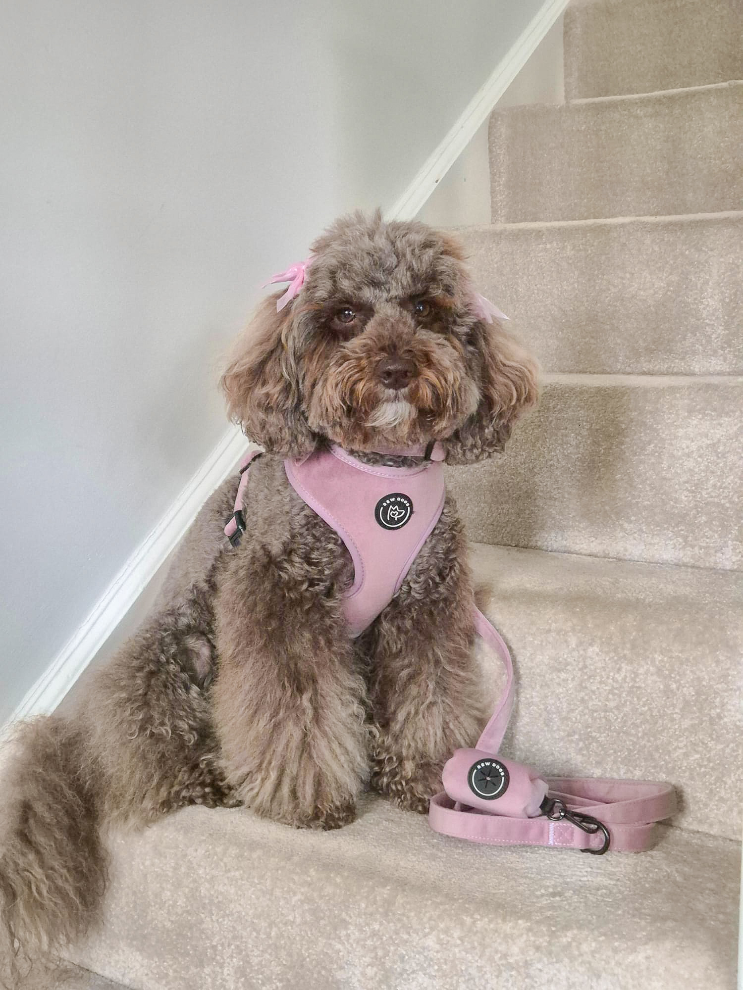 Rose Velvet Harness Bundle - Image 3