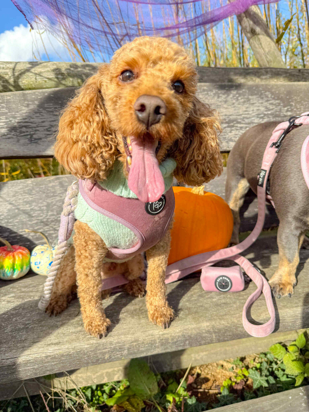 red poodle wearing a rose pink velvet harness and mint green dog jumper sits on a bench