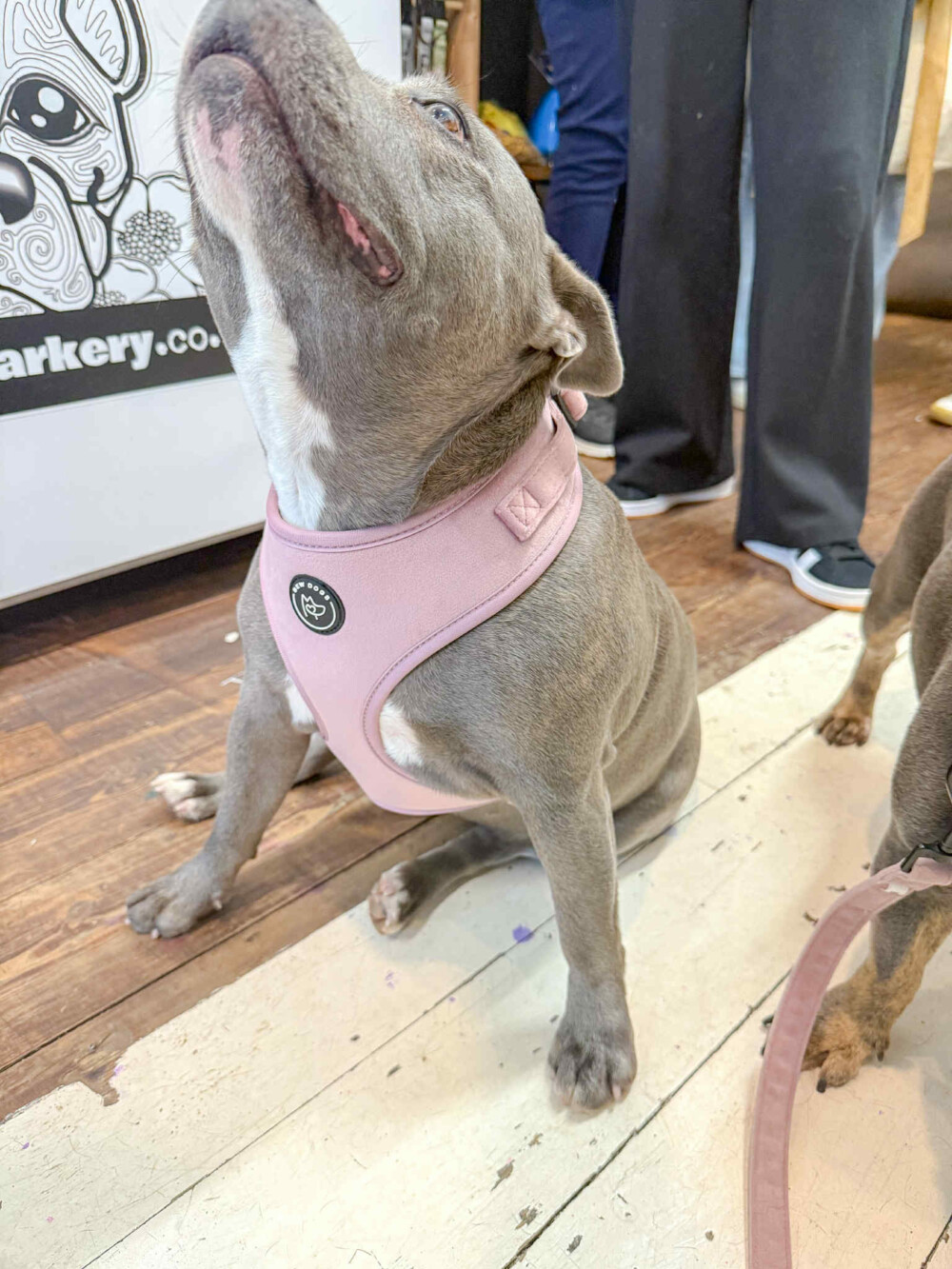 grey and white staffie wearing a rose pink velvet harness and mint green dog jumper sits on shop floor