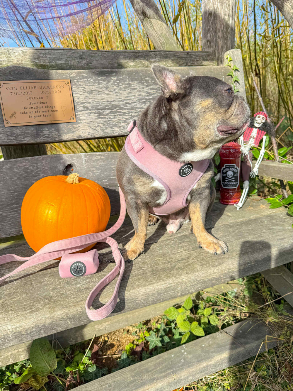 grey and white french bulldog wearing a rose pink velvet harness and mint green dog jumper sits on a bench, next to a pumpkin