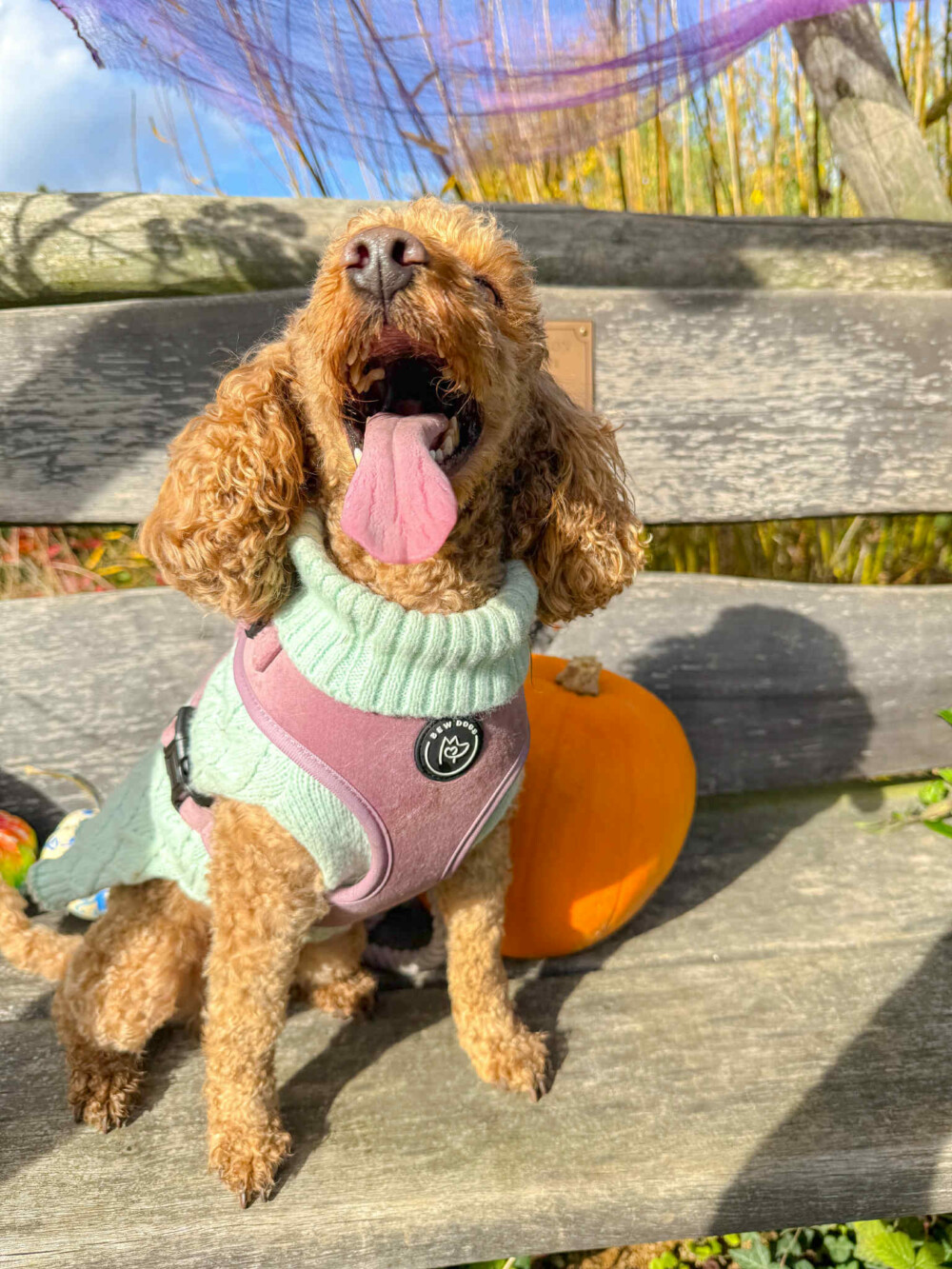 red poodle wearing a rose pink velvet harness and mint green dog jumper sits on a bench