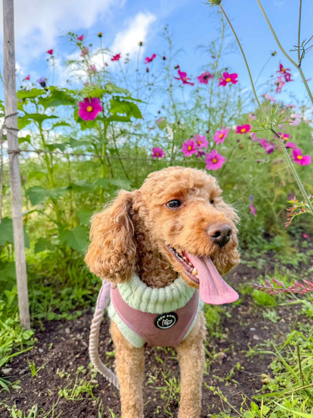 red poodle wearing a gorgeous pink velvet harness and mint green cable knit, stands in front of autumnal flowers and grasses