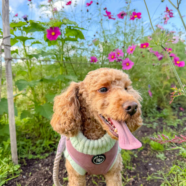 red poodle wearing a gorgeous pink velvet harness and mint green cable knit, stands in front of autumnal flowers and grasses