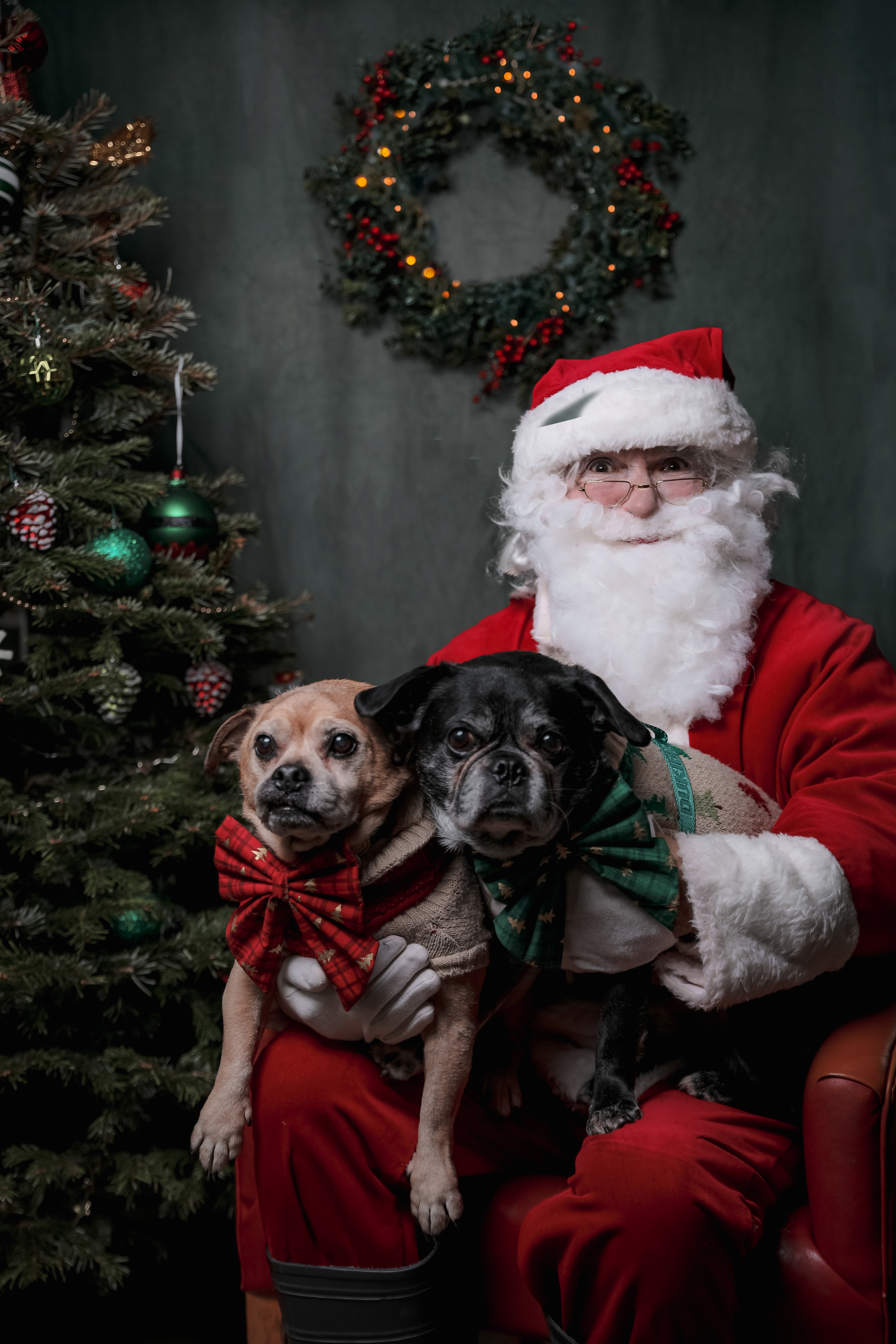 a bew dogs christmas party is celebrated by two pugs sitting on santas knee in front of a christmas tree