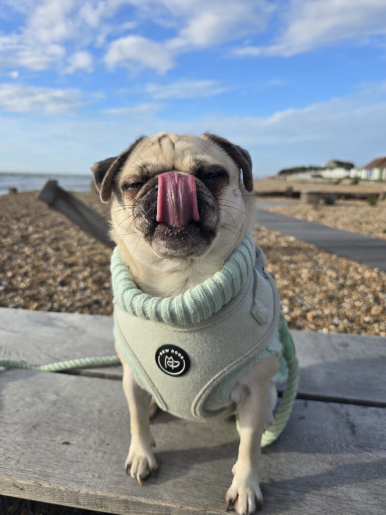 a cute fawn pug keeps warm on a winter walk with a mint green bew dogs cable knit jumper and matching harness. she has her toungue poking out and sits on a wall in front of a blue sky and pebble beach. 