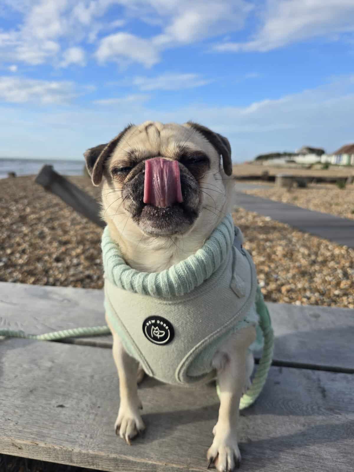 a cute fawn pug keeps warm on a winter walk with a mint green bew dogs cable knit jumper and matching harness. she has her toungue poking out and sits on a wall in front of a blue sky and pebble beach.