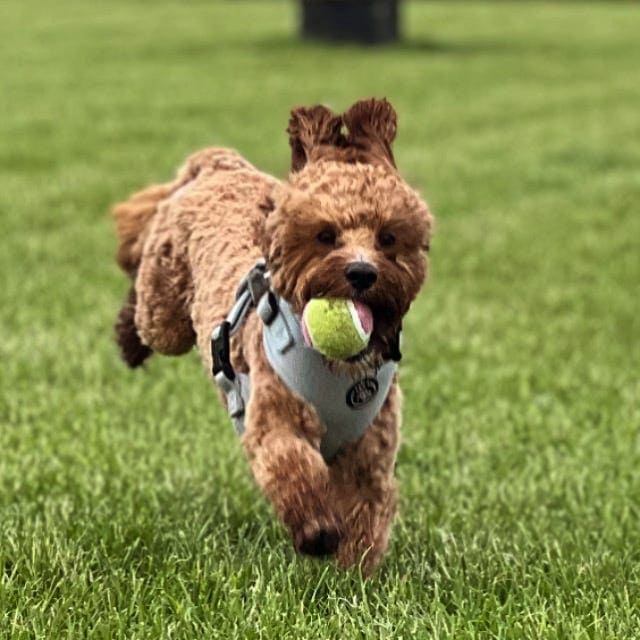 Adorable poodle puppy running on grass with tennis ball in mouth, showcasing playful and energetic d.