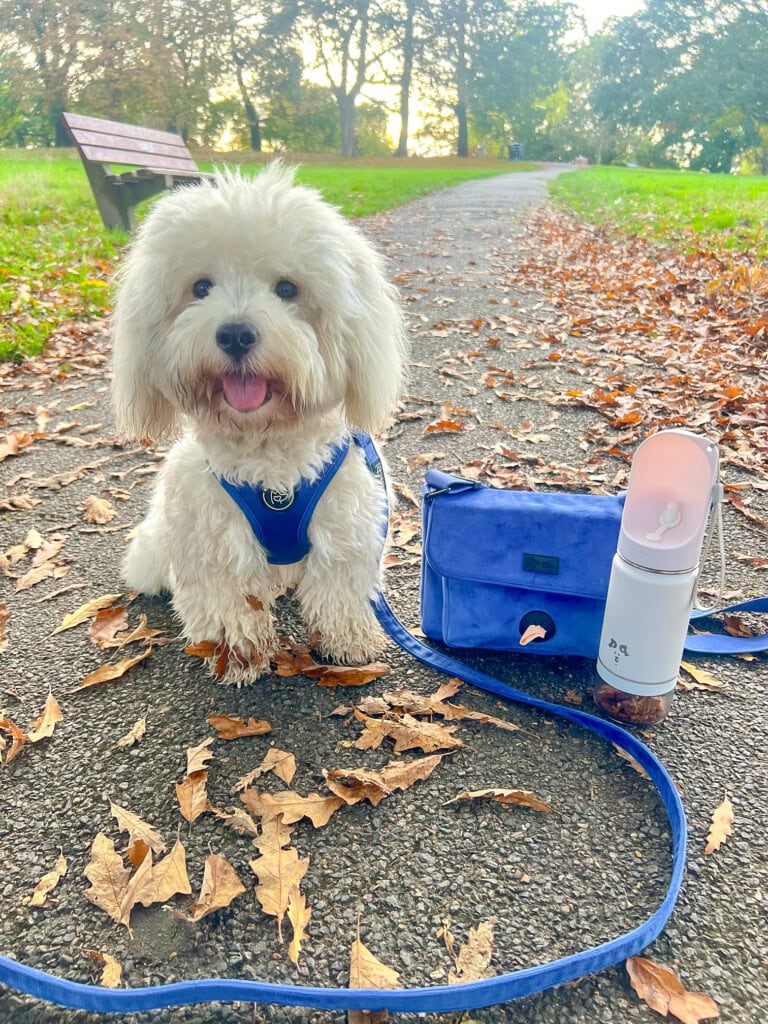 Cute white fluffy dog drinking water during outdoor walk in park, with a handy dog walking bag for all their essentials. 