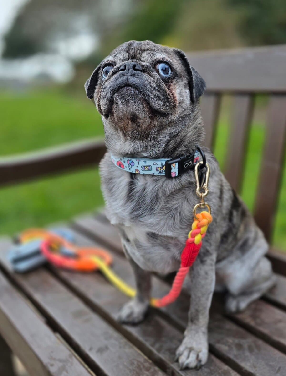 French Bulldog with blue eyes sitting on a park bench.