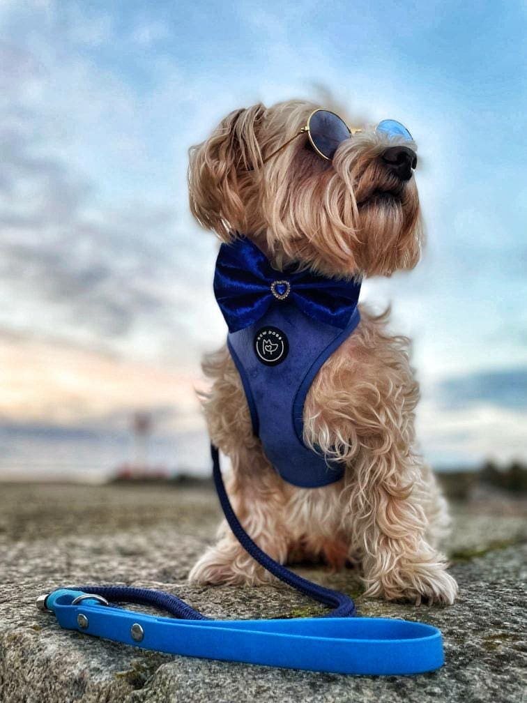 Dog with sunglasses and harness, ready for outdoor adventure.