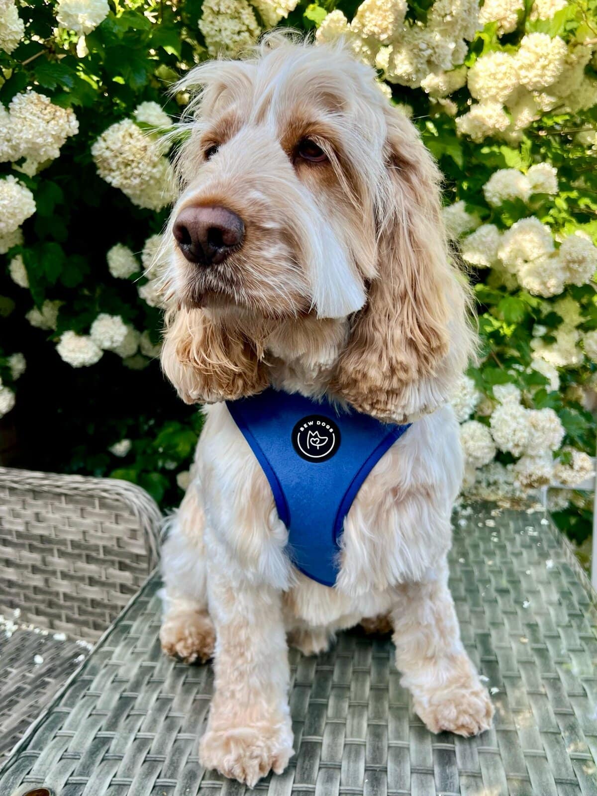 Cocker Spaniel dog wearing a blue harness outdoors among white hydrangeas.