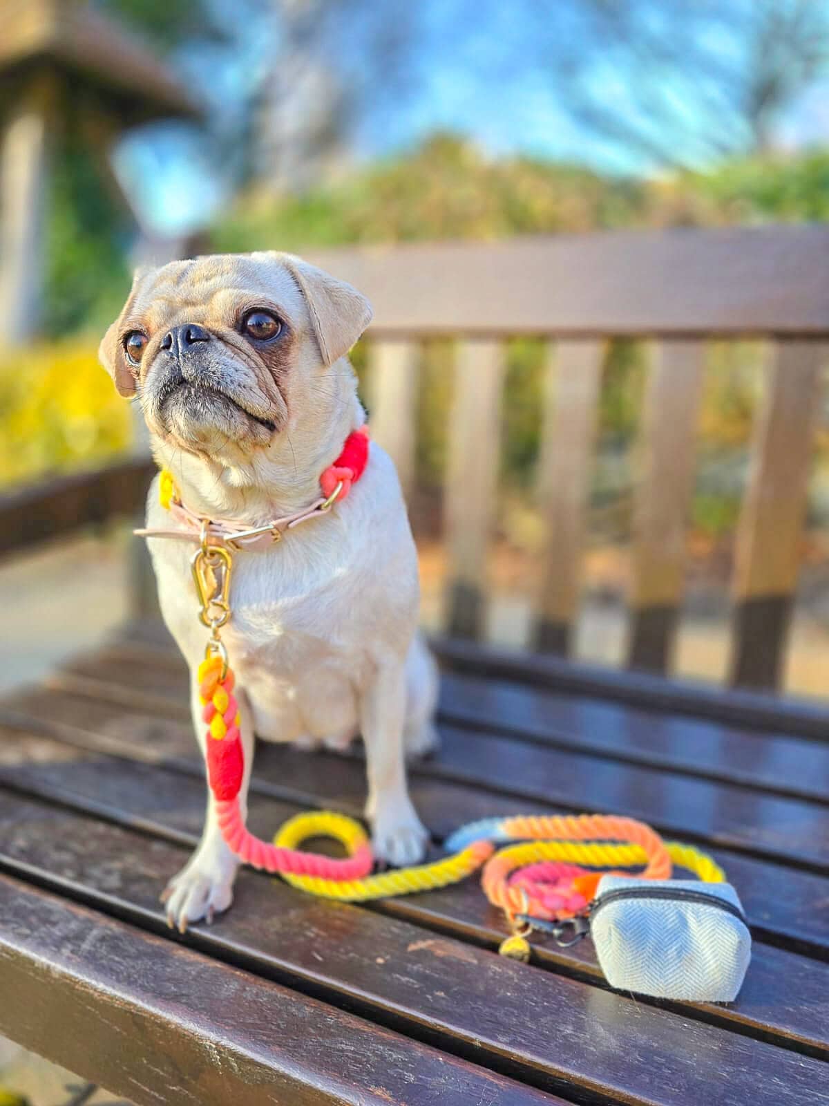 Adorable pug dog with a red collar and leash sitting on a park bench outdoors.