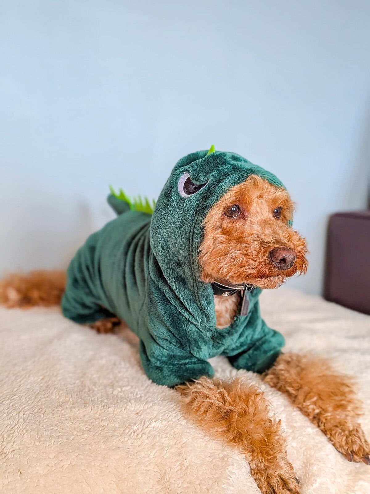 Dog dressed as a dinosaur in a green costume with a hood featuring dinosaur details.