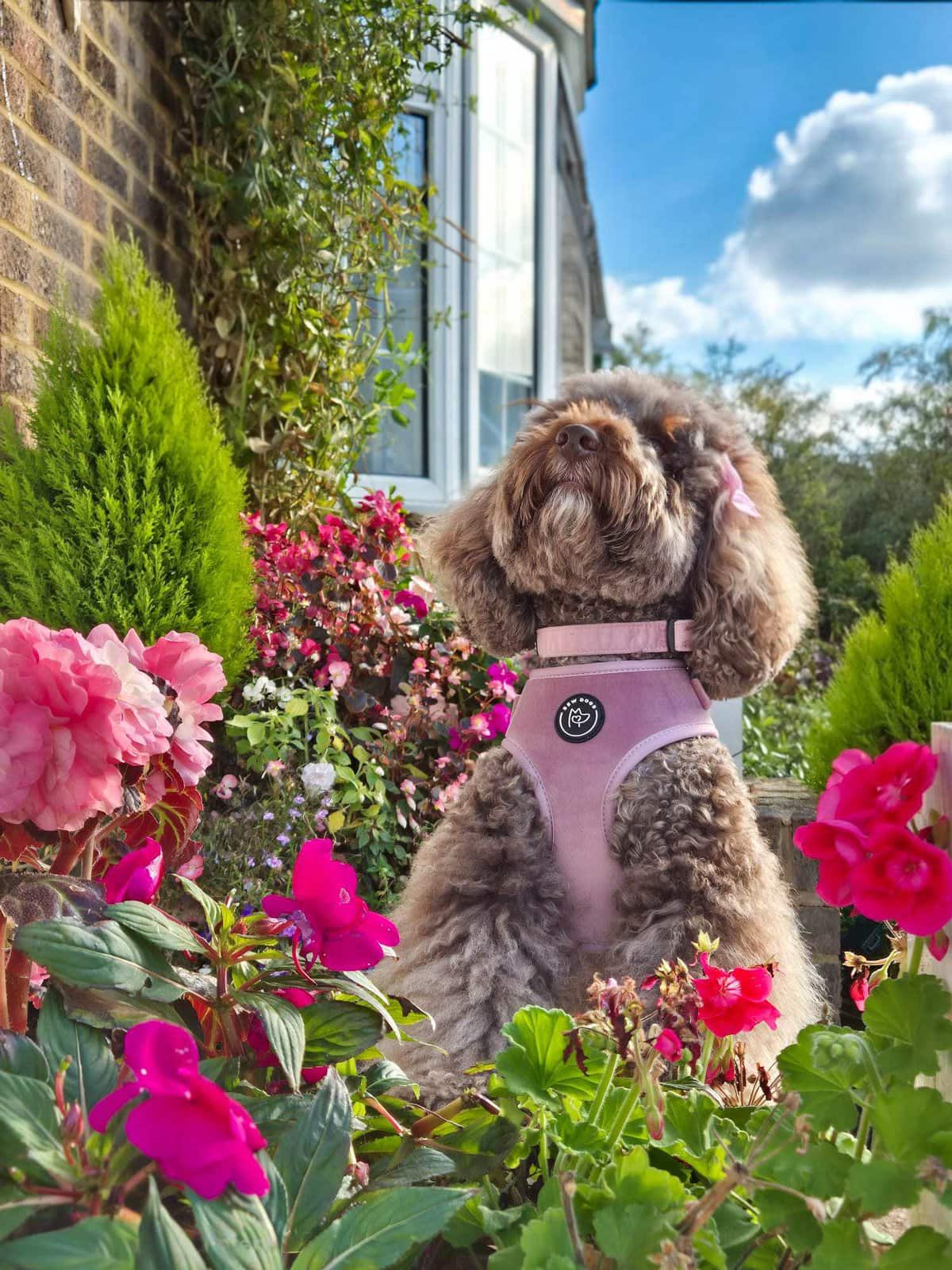 Poodle wearing a pink velvet harness and collar, sitting among colourful flowers in a garden, enjoying sunny weather.