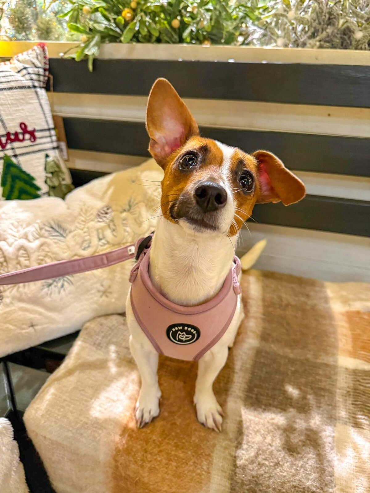 a cute jack russell sits on a bench. she is white, one ear flops down and she is wearing a very stylish rose velvet dog harness