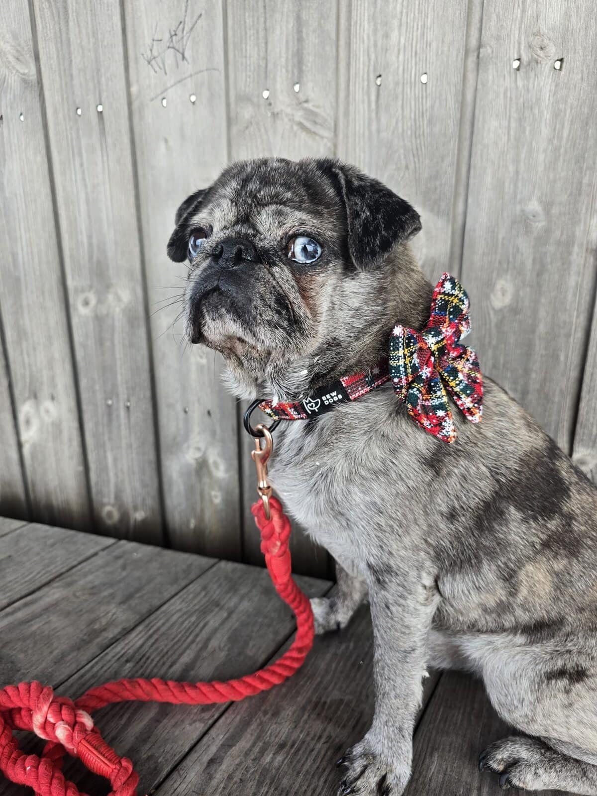 French Bulldog with colourful bow and red leash.