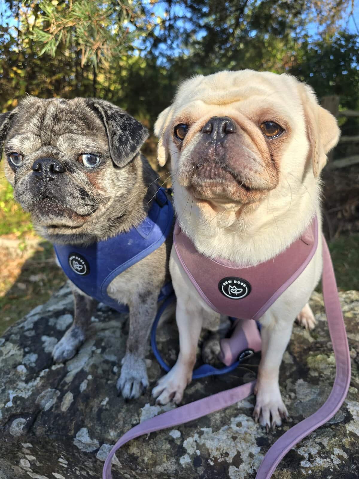 two pugs wearing his and hers pink and blue velvet harnesses, sit on a rock posing