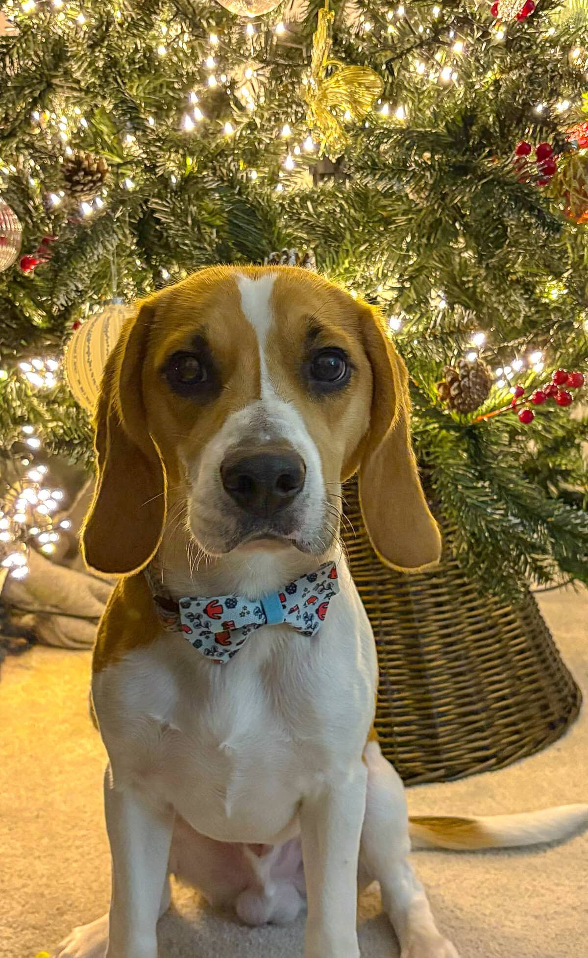 Adorable Beagle dog wearing a festive bow tie in front of a decorated Christmas tree.